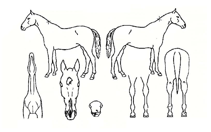 �������� ����,���,�޸�,�λ�,�ٸ��� Ư¡����