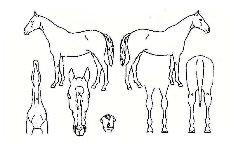 µ¿»ç¸¶ÀÇ Ãø¸é,¿ì¸é,µÞ¸é,µÎ»ó,´Ù¸®ÀÇ Æ¯Â¡µµÇØ