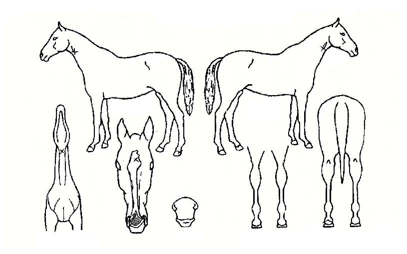 �̼�õ���� ����,���,�޸�,�λ�,�ٸ��� Ư¡����