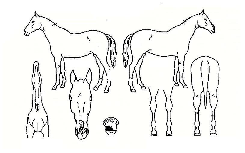 ´Úµ¹ÀÇ Ãø¸é,¿ì¸é,µÞ¸é,µÎ»ó,´Ù¸®ÀÇ Æ¯Â¡µµÇØ