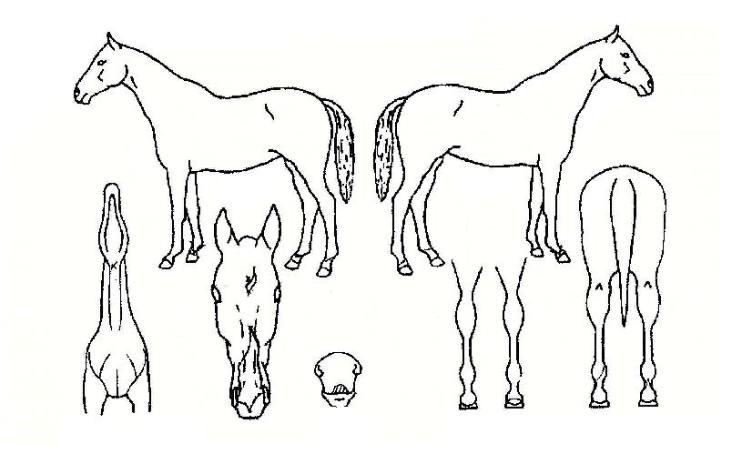 ÇʽÂÁ¦ÀÏÀÇ Ãø¸é,¿ì¸é,µÞ¸é,µÎ»ó,´Ù¸®ÀÇ Æ¯Â¡µµÇØ