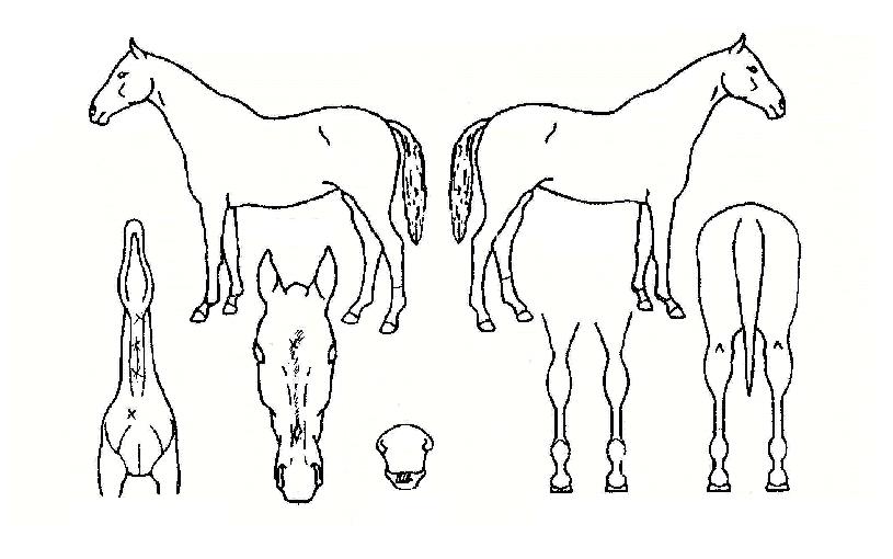 �μ��屺�� ����,���,�޸�,�λ�,�ٸ��� Ư¡����