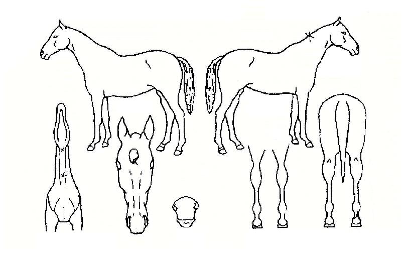 ºòÅÍ¿ì¸ÕÀÇ Ãø¸é,¿ì¸é,µÞ¸é,µÎ»ó,´Ù¸®ÀÇ Æ¯Â¡µµÇØ