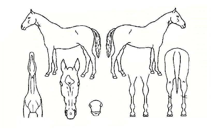 �ΰ��� ����,���,�޸�,�λ�,�ٸ��� Ư¡����