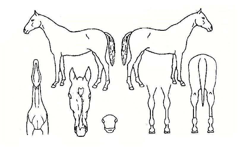 ºñ»çÀÌ·ÎÀÇ Ãø¸é,¿ì¸é,µÞ¸é,µÎ»ó,´Ù¸®ÀÇ Æ¯Â¡µµÇØ