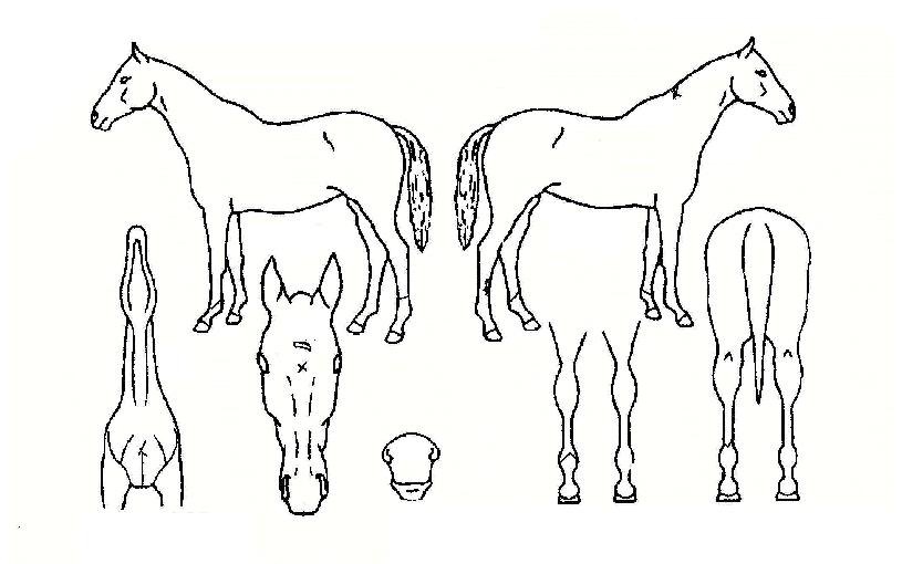 ±Â½ºÇǵåÀÇ Ãø¸é,¿ì¸é,µÞ¸é,µÎ»ó,´Ù¸®ÀÇ Æ¯Â¡µµÇØ