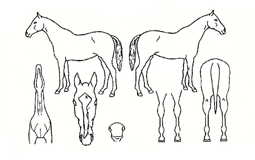 ³ªÀ̽ºÅÍÄ¡ÀÇ Ãø¸é,¿ì¸é,µÞ¸é,µÎ»ó,´Ù¸®ÀÇ Æ¯Â¡µµÇØ