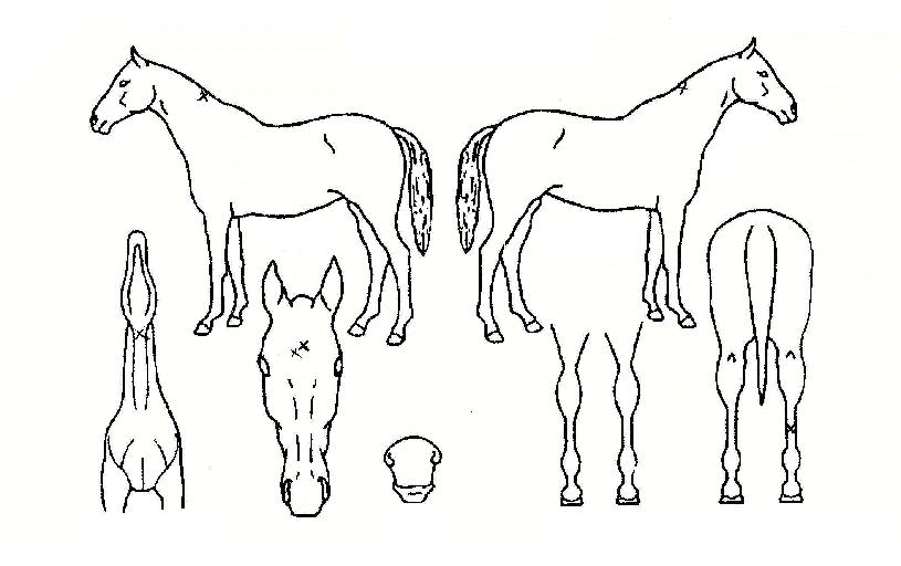 ����Ʈ���� ����,���,�޸�,�λ�,�ٸ��� Ư¡����