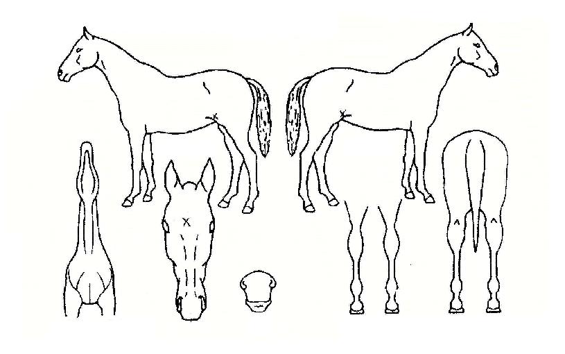 Ȼ꿬½ÂÀÇ Ãø¸é,¿ì¸é,µÞ¸é,µÎ»ó,´Ù¸®ÀÇ Æ¯Â¡µµÇØ