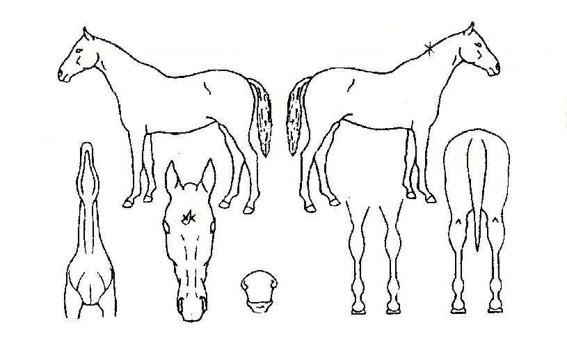 ��Ʈ����ũ�� ����,���,�޸�,�λ�,�ٸ��� Ư¡����