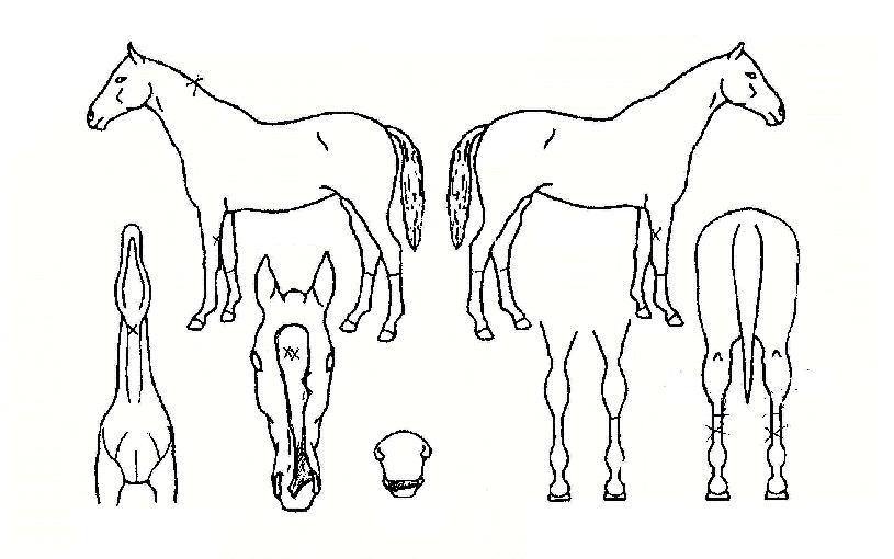 Æ÷ƼÆÄÀÌÀÇ Ãø¸é,¿ì¸é,µÞ¸é,µÎ»ó,´Ù¸®ÀÇ Æ¯Â¡µµÇØ