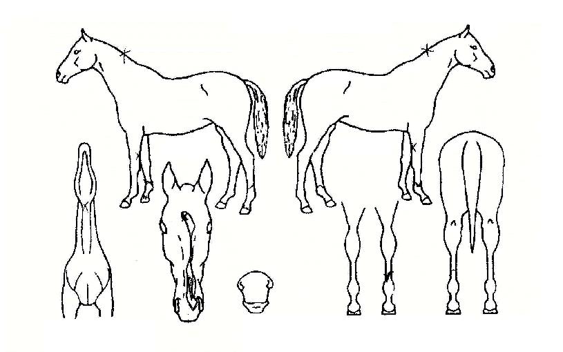 ��ȣ����Ĺ�� ����,���,�޸�,�λ�,�ٸ��� Ư¡����