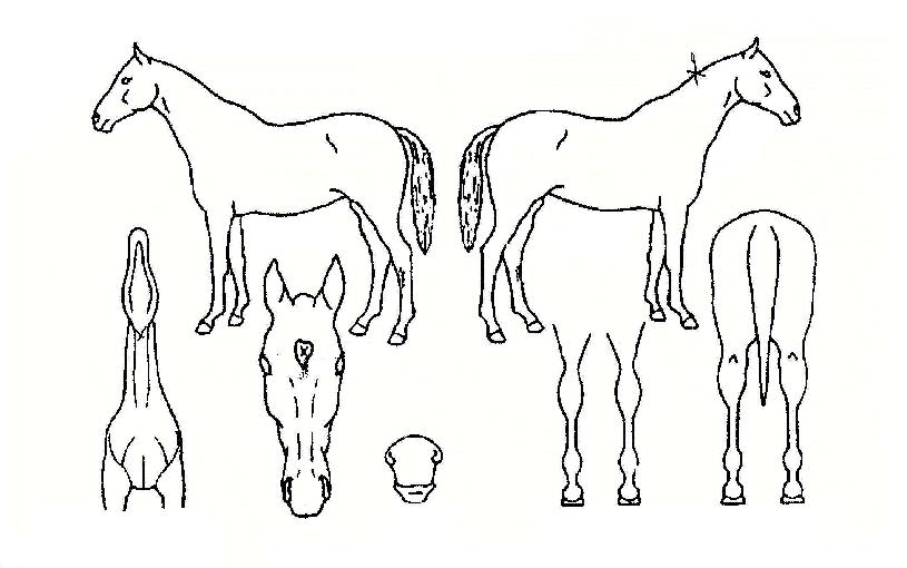 ������ ����,���,�޸�,�λ�,�ٸ��� Ư¡����