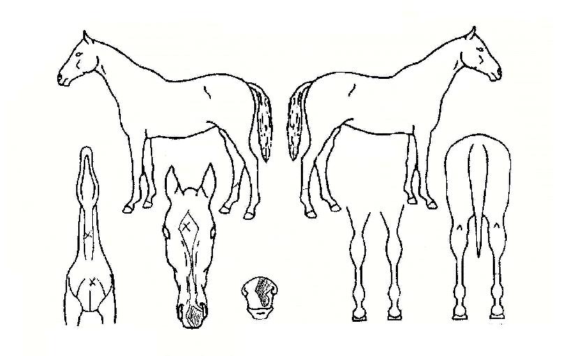 ½ºÆ®·Õ°ÅÀÇ Ãø¸é,¿ì¸é,µÞ¸é,µÎ»ó,´Ù¸®ÀÇ Æ¯Â¡µµÇØ