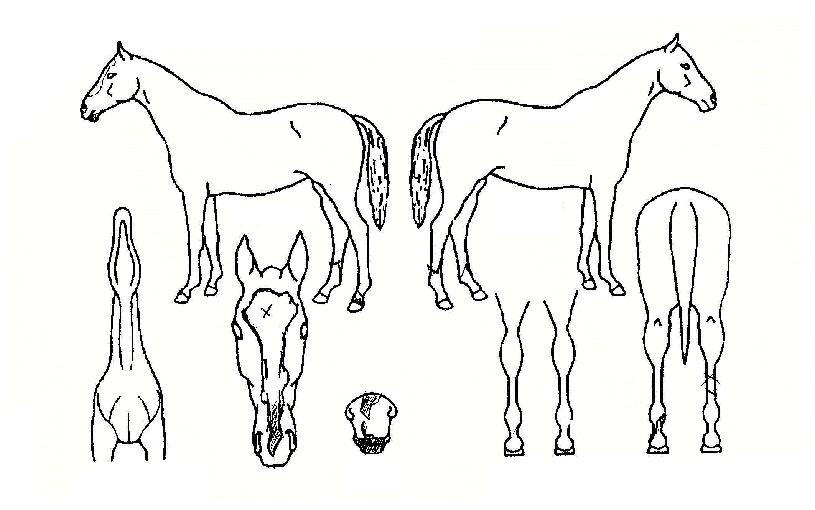 º£À̽ºÄ·ÇÁÀÇ Ãø¸é,¿ì¸é,µÞ¸é,µÎ»ó,´Ù¸®ÀÇ Æ¯Â¡µµÇØ