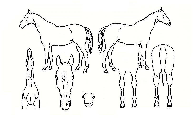 ¿ìÆÛÀÇ Ãø¸é,¿ì¸é,µÞ¸é,µÎ»ó,´Ù¸®ÀÇ Æ¯Â¡µµÇØ