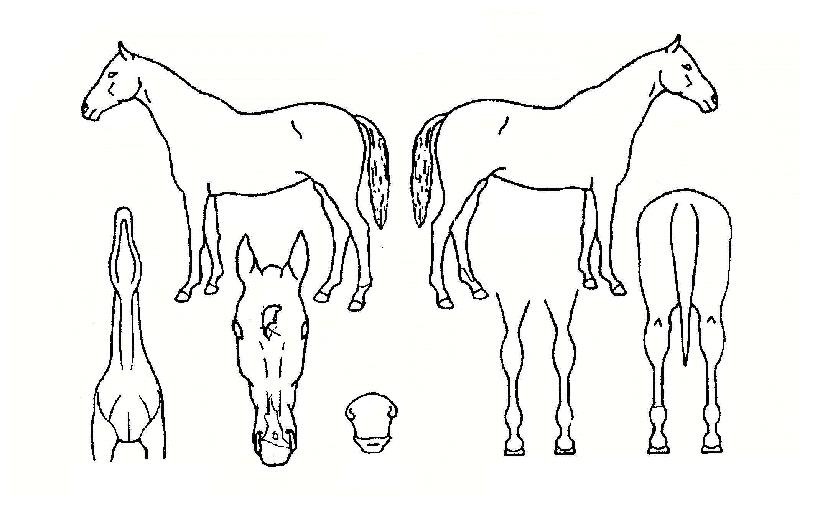 ���ǵ�ӽ��� ����,���,�޸�,�λ�,�ٸ��� Ư¡����