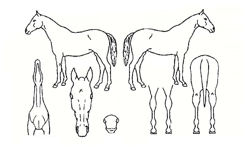 �ο��׸��� ����,���,�޸�,�λ�,�ٸ��� Ư¡����