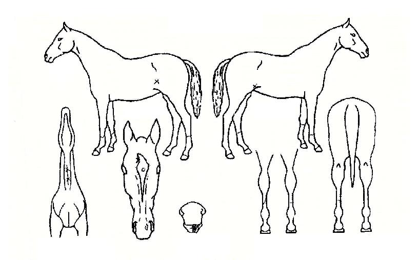 ���θӴ��� ����,���,�޸�,�λ�,�ٸ��� Ư¡����