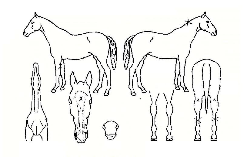 °ñµå¸Õµ¥ÀÌÀÇ Ãø¸é,¿ì¸é,µÞ¸é,µÎ»ó,´Ù¸®ÀÇ Æ¯Â¡µµÇØ