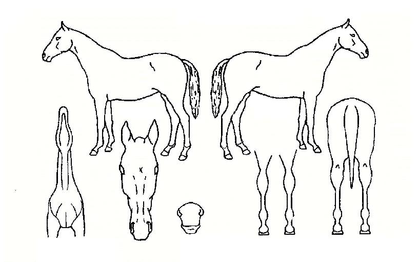 ¿À¼¶½ÃÅ©¸´ÀÇ Ãø¸é,¿ì¸é,µÞ¸é,µÎ»ó,´Ù¸®ÀÇ Æ¯Â¡µµÇØ