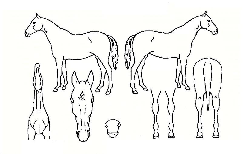 ��¹����� ����,���,�޸�,�λ�,�ٸ��� Ư¡����