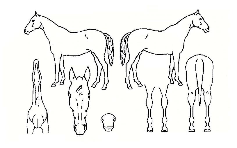 ¶ó¿Â½ºÇǵåÀÇ Ãø¸é,¿ì¸é,µÞ¸é,µÎ»ó,´Ù¸®ÀÇ Æ¯Â¡µµÇØ