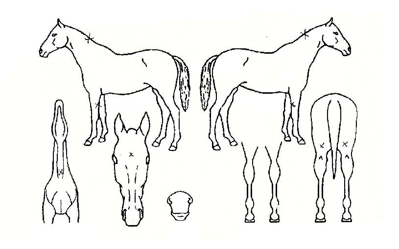 ¶ó¿ÂÀ̱ÛÀÇ Ãø¸é,¿ì¸é,µÞ¸é,µÎ»ó,´Ù¸®ÀÇ Æ¯Â¡µµÇØ