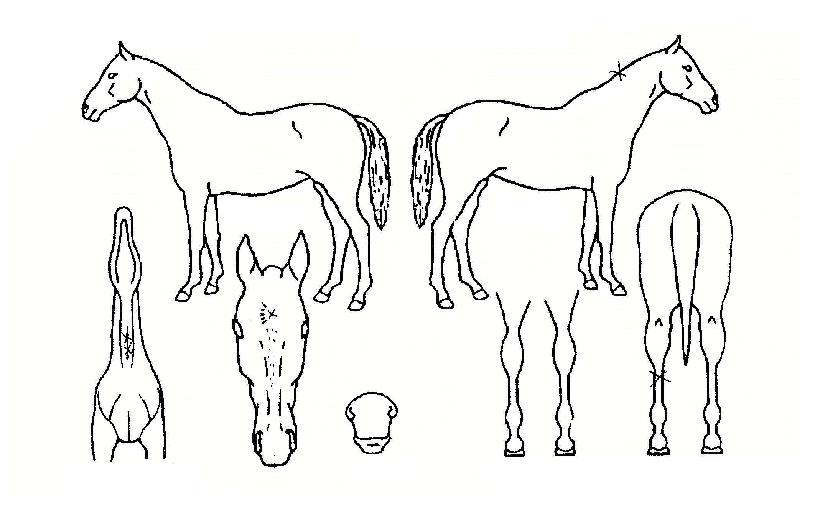 ¾îÅ×ÀϾîºêÅõŰƼÀÚ¸¶ÀÇ Ãø¸é,¿ì¸é,µÞ¸é,µÎ»ó,´Ù¸®ÀÇ Æ¯Â¡µµÇØ