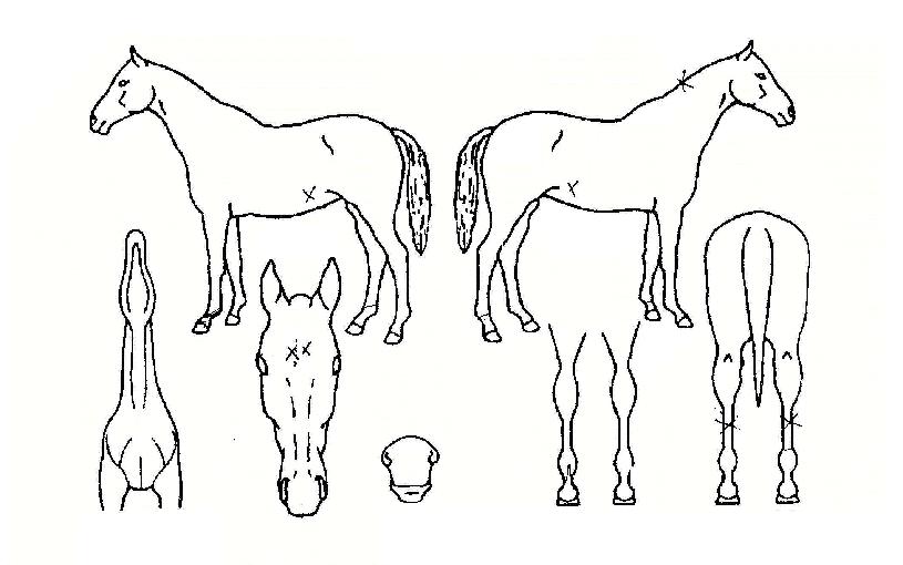 ¶ó¿Â¼ºÀÇ Ãø¸é,¿ì¸é,µÞ¸é,µÎ»ó,´Ù¸®ÀÇ Æ¯Â¡µµÇØ