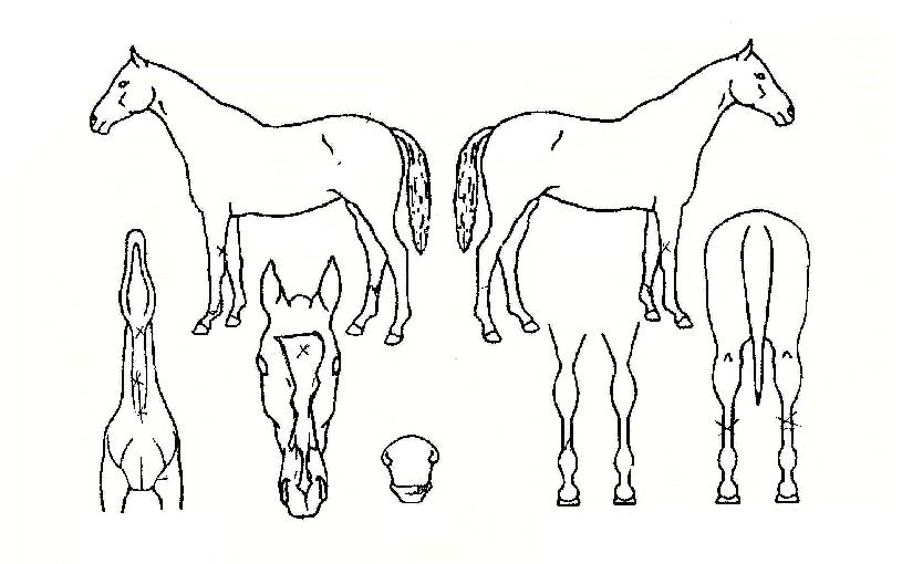 ���������� ����,���,�޸�,�λ�,�ٸ��� Ư¡����