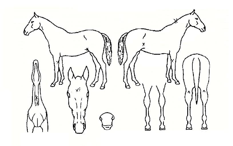 ¶ó¿ÂÇÁ¸®´ýÀÇ Ãø¸é,¿ì¸é,µÞ¸é,µÎ»ó,´Ù¸®ÀÇ Æ¯Â¡µµÇØ