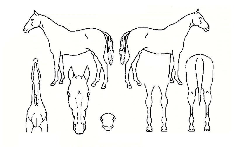 ¹«ÆÐÀüÂ÷ÀÇ Ãø¸é,¿ì¸é,µÞ¸é,µÎ»ó,´Ù¸®ÀÇ Æ¯Â¡µµÇØ