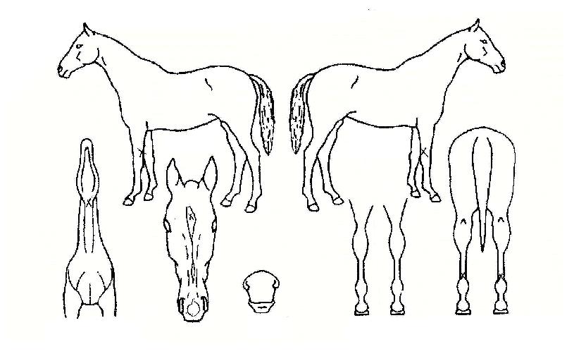 ÇÏÁ¶·ÎÀÚ¸¶ÀÇ Ãø¸é,¿ì¸é,µÞ¸é,µÎ»ó,´Ù¸®ÀÇ Æ¯Â¡µµÇØ