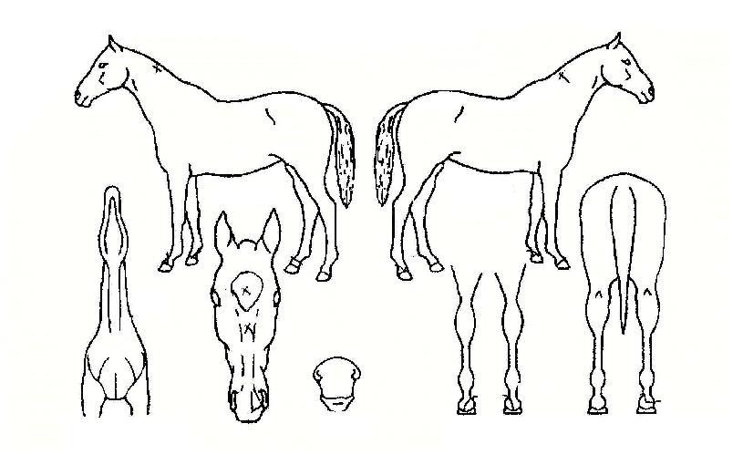 �Ǻ�Ʊ׸��� ����,���,�޸�,�λ�,�ٸ��� Ư¡����