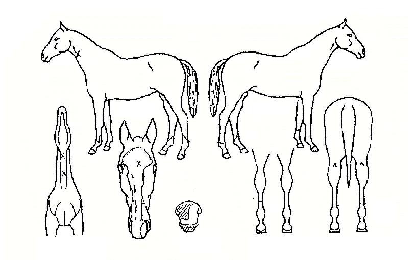 ���������� ����,���,�޸�,�λ�,�ٸ��� Ư¡����