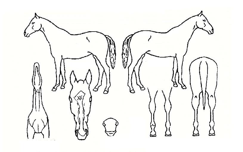 ¿Â»õ¹Ì·ÎÀÇ Ãø¸é,¿ì¸é,µÞ¸é,µÎ»ó,´Ù¸®ÀÇ Æ¯Â¡µµÇØ