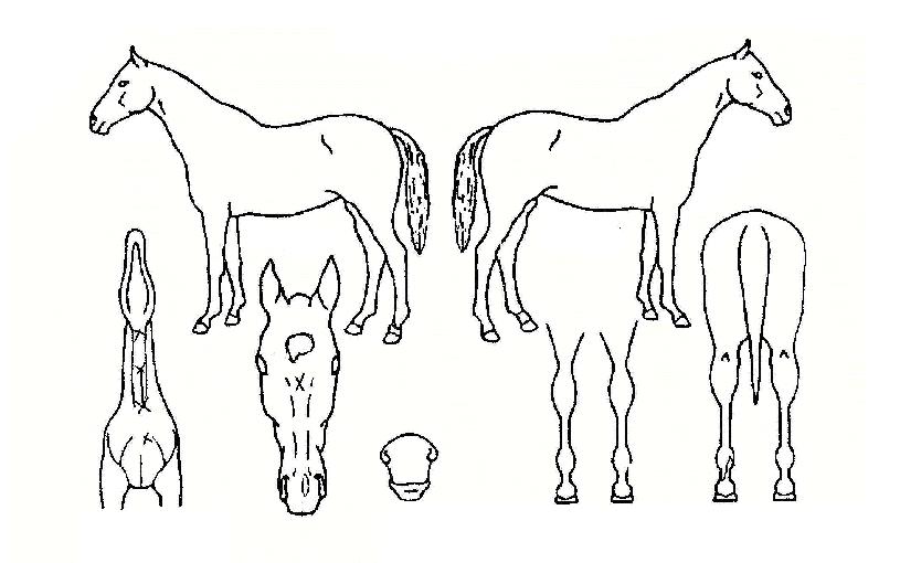 ¸¶·çÆ®ÀÇ Ãø¸é,¿ì¸é,µÞ¸é,µÎ»ó,´Ù¸®ÀÇ Æ¯Â¡µµÇØ