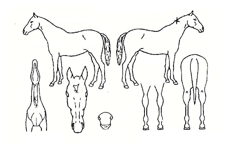 �Ҳɱ���� ����,���,�޸�,�λ�,�ٸ��� Ư¡����