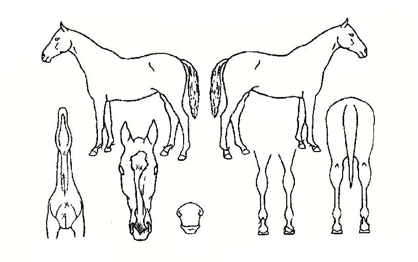 ´ëÁö¿øÀÇ Ãø¸é,¿ì¸é,µÞ¸é,µÎ»ó,´Ù¸®ÀÇ Æ¯Â¡µµÇØ