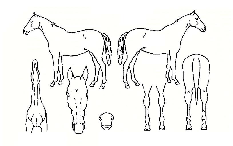 ���������� ����,���,�޸�,�λ�,�ٸ��� Ư¡����