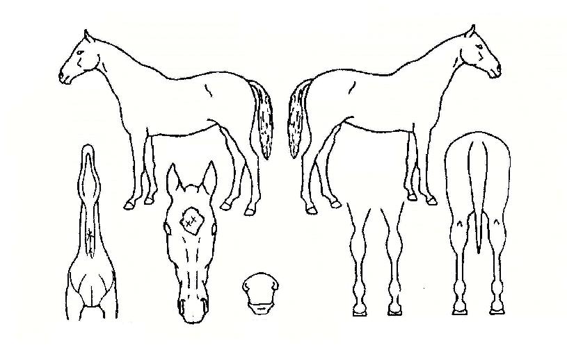 ���������� ����,���,�޸�,�λ�,�ٸ��� Ư¡����