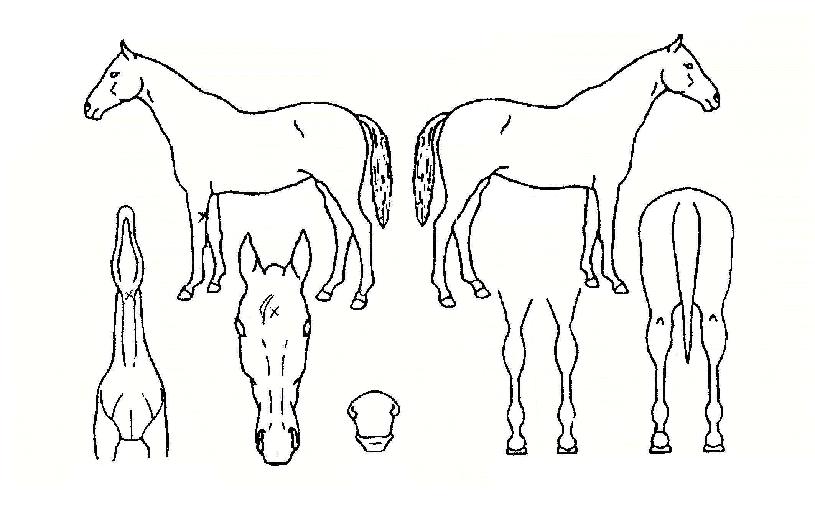 ij·¯¶óÀÎÀÇ Ãø¸é,¿ì¸é,µÞ¸é,µÎ»ó,´Ù¸®ÀÇ Æ¯Â¡µµÇØ