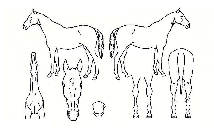 �Ҹ������� ����,���,�޸�,�λ�,�ٸ��� Ư¡����