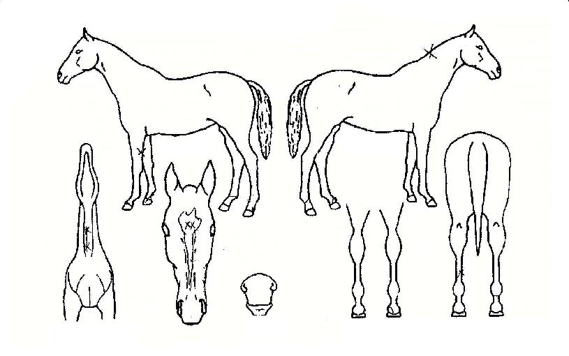 �����Ŀ��� ����,���,�޸�,�λ�,�ٸ��� Ư¡����