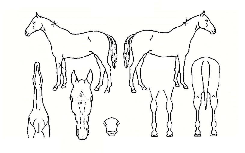 ���ѿ���� ����,���,�޸�,�λ�,�ٸ��� Ư¡����