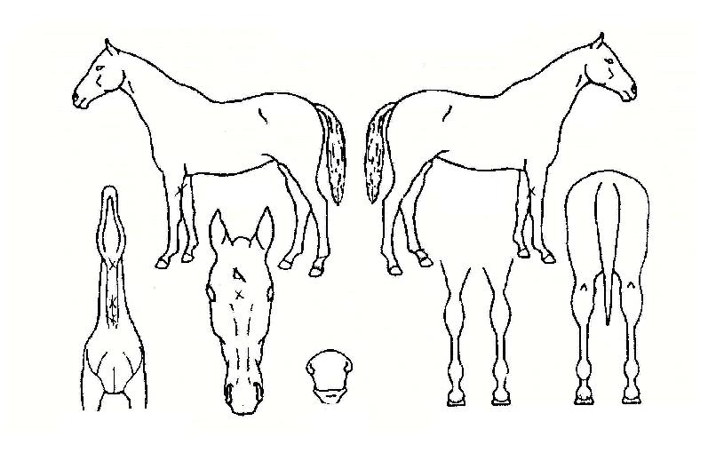 ¿¡ºê¸®½ÌÅõ¹ÌÀÇ Ãø¸é,¿ì¸é,µÞ¸é,µÎ»ó,´Ù¸®ÀÇ Æ¯Â¡µµÇØ