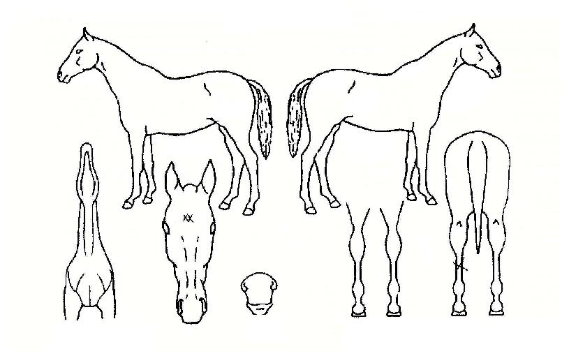 ������ڸ��� ����,���,�޸�,�λ�,�ٸ��� Ư¡����