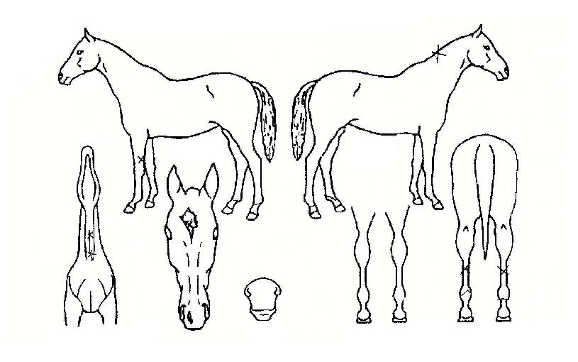 Á¤»ó³ª·¡ÀÇ Ãø¸é,¿ì¸é,µÞ¸é,µÎ»ó,´Ù¸®ÀÇ Æ¯Â¡µµÇØ