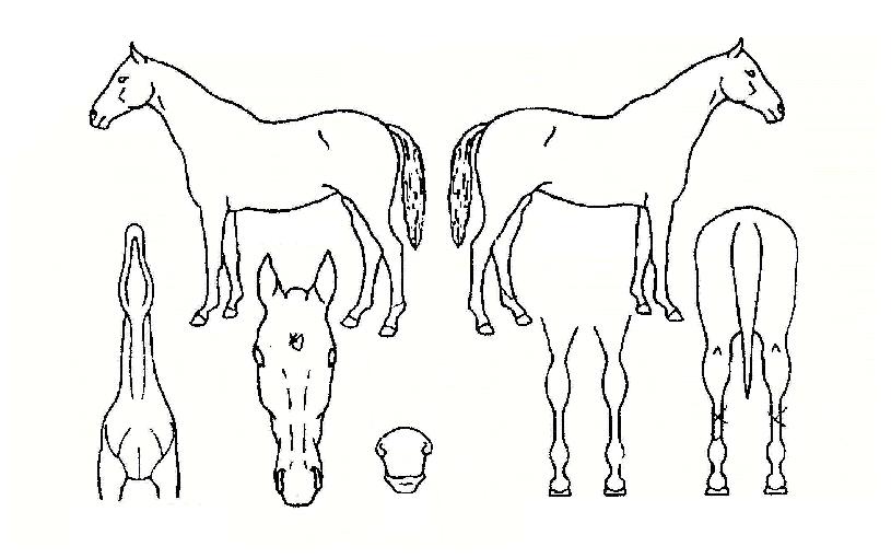 ����� ����,���,�޸�,�λ�,�ٸ��� Ư¡����